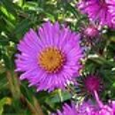 Symphyotrichum novae-angliae Cardinal Tarcisio Bertone