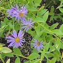 Aster ×frikartii (aster Frikarta)