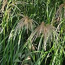 Miscanthus sinensis Verneigung