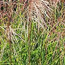 Miscanthus sinensis Anco