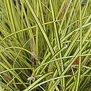 Carex brunnea (turzyca piękna)