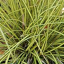 Carex brunnea Jenneke