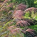 Miscanthus sinensis Beth Chatto