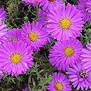 Aster-ozdobne Heinz Richard