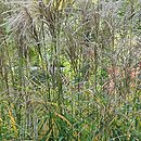 Miscanthus sinensis Zwergzebra