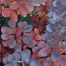 Cotinus coggygria Velvet Cloak