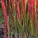 Imperata cylindrica Red Baron