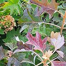 Hydrangea quercifolia Hayko's Zwerg