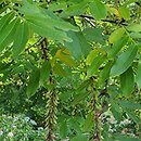 Pterocarya hupehensis (skrzydłorzech hupejski)