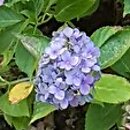 Hydrangea macrophylla Mathilde Gütges