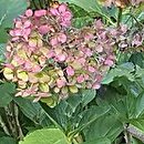 Hydrangea macrophylla Yodogama
