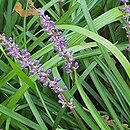 Liriope muscari Big Blue