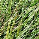 Hakonechloa macra Albovariegata