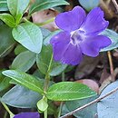Vinca minor Bowles Cunningham