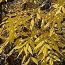 Fraxinus excelsior Allgold