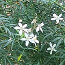 Choisya ×dewitteana Londaz