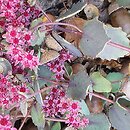 Sedum hort. Amber Red