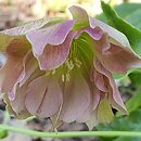 Helleborus orientalis Magic Double Red