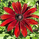 Rudbeckia SmileyZ Big Smile