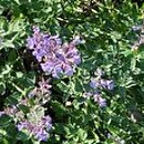 Nepeta racemosa Walker's Low
