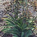 Veratrum formosanum (ciemiężyca tajwańska)