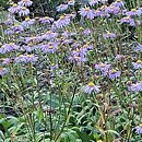 Aster koraiensis (aster koreański)