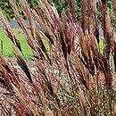 Miscanthus sinensis Red Chief