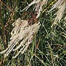 Miscanthus Charleston