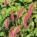 Polygonum amplexicaule JS Keep Smiling