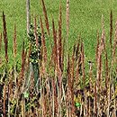 Sorghastrum nutans (sorgastrum)