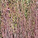 Schizachyrium scoparium JS Red Frost