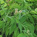 Comanthosphace japonica
