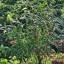 Euonymus clivicola