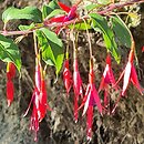 Fuchsia magellanica Riccartonii