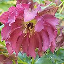 Helleborus ×hybridus Double Ellen Red