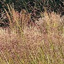 Panicum virgatum Rehbraun