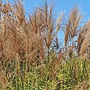 Miscanthus sinensis Yunnan