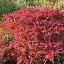 Berberis thunbergii Orange Dream