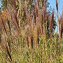 Miscanthus sinensis Stardust