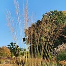 Molinia arundinacea s.str. Windsäule
