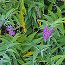 Buddleja Purple Haze