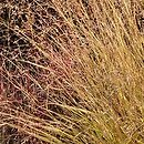 Panicum virgatum Hänse Herms
