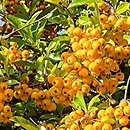 Pyracantha coccinea Soleil d'Or
