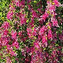 Lespedeza thunbergii (lespedeza Thunberga)