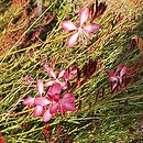 Gaura lindheimeri Gaudros