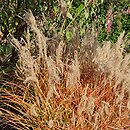 Miscanthus sinensis Aperitif