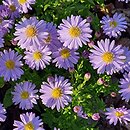 Symphyotrichum dumosum Peter Pan