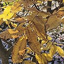 Cyclocarya paliurus (cyklokaria okrągłoowockowa)