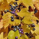 Ampelopsis brevipedunculata var. maximowiczii (winnik zmienny odm. Maksymowicza)