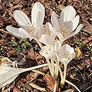 Colchicum Innocence